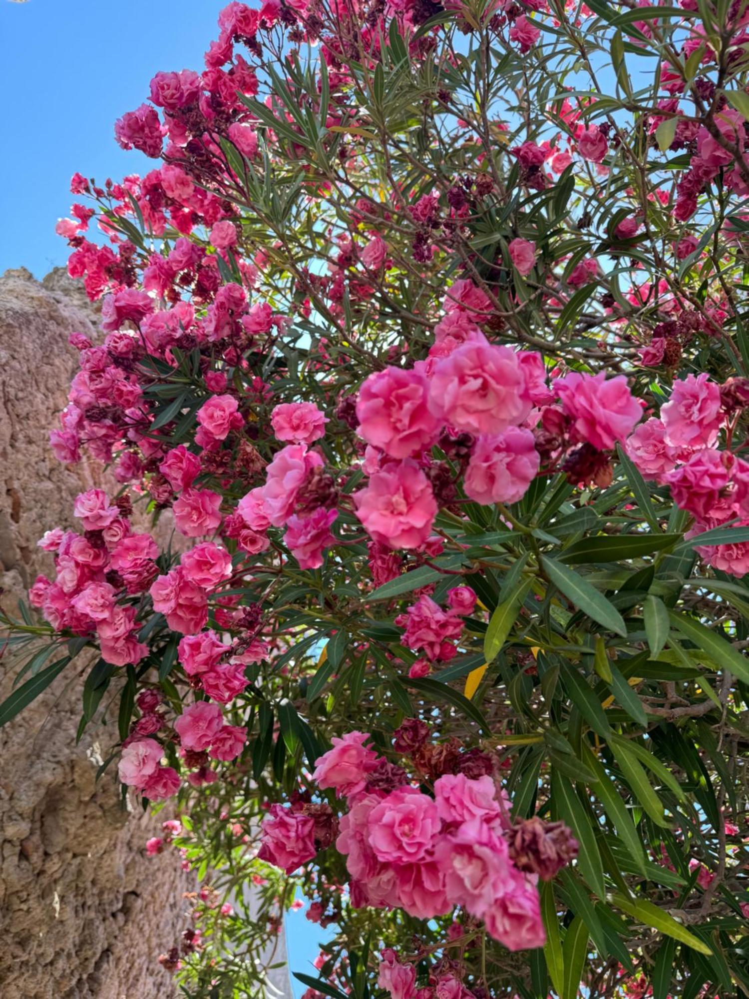 La Rosa Blu Panzió Gerace Kültér fotó